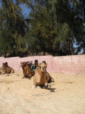 553 The camels were hot.jpg
