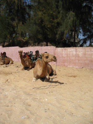 554 Camel profile.jpg