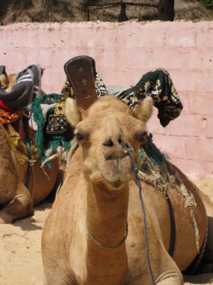 555 Camel with nose rope-- ouch!.jpg