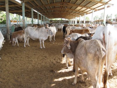 585 Cattle at dairy.jpg