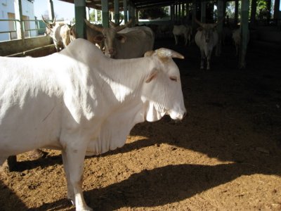 587 White short horned cow.jpg