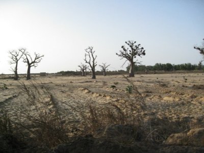 608 Baobabs.jpg