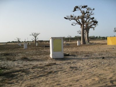 609 Baobabs on land cleared for future building.jpg