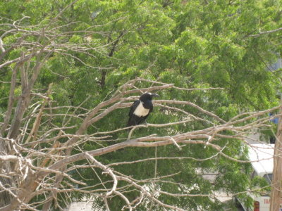 222 A type of bird I saw everywhere there.jpg