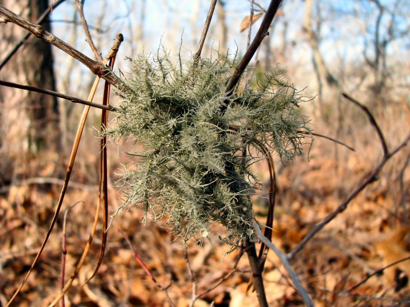 Moss but not Spanish Moss.jpg