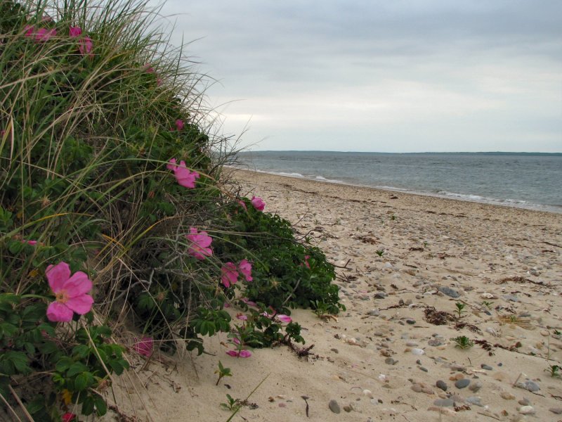 Beach Roses.jpg