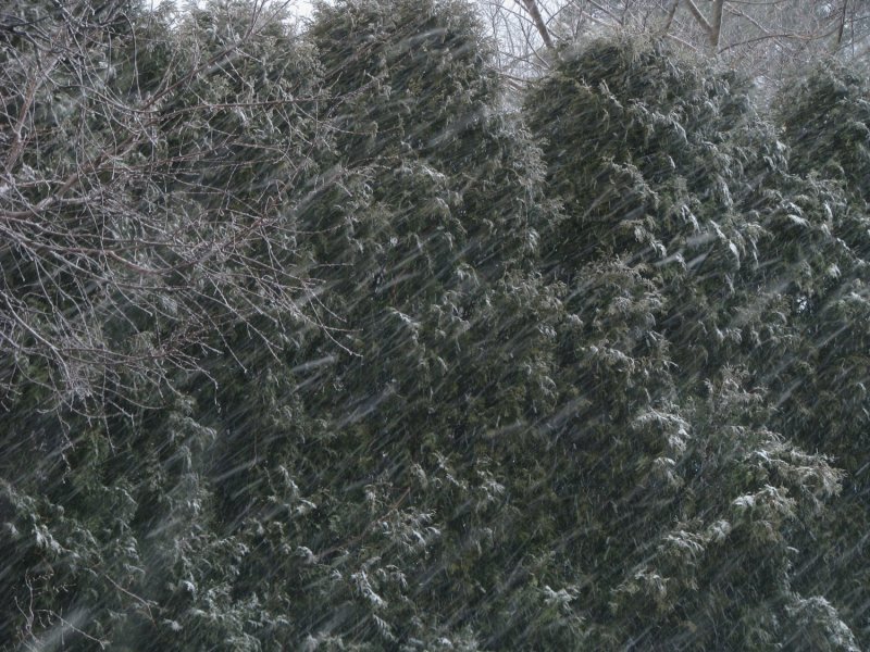 Snowfall.jpg