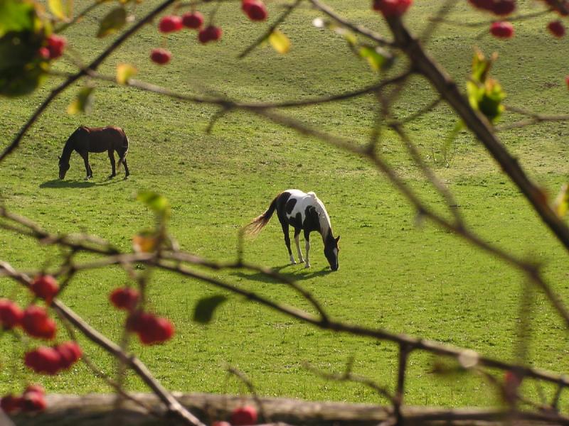December and still grazing.jpg