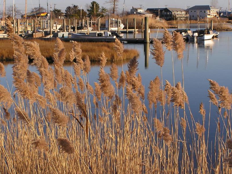 Lagoon Pond.jpg