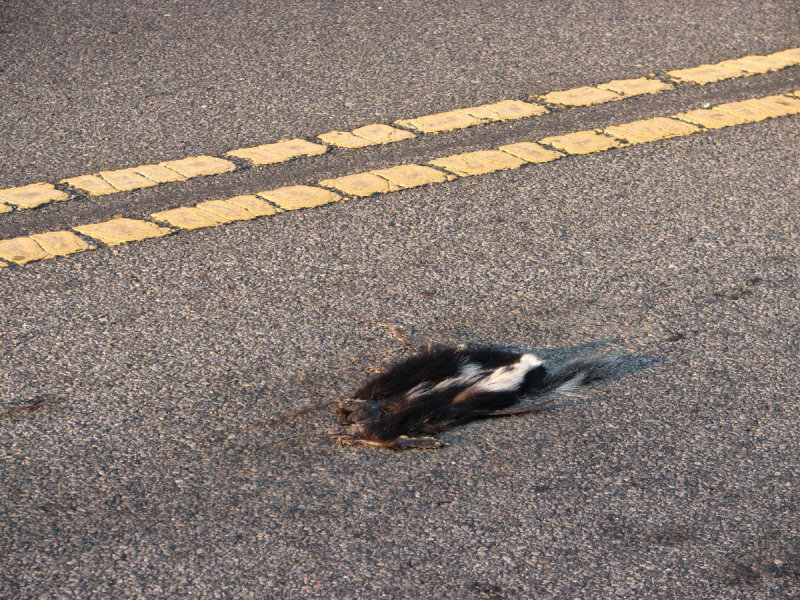 Dead Skunk in the Middle of the Road.jpg