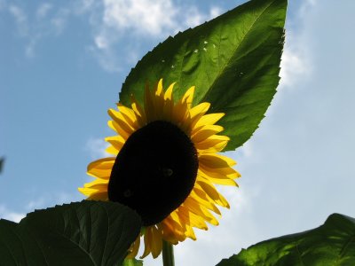 Mammoth Sunflowers.jpg