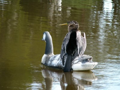 Decoy Perch.jpg