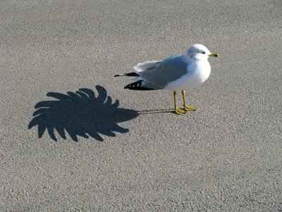 Seagull Puff.jpg