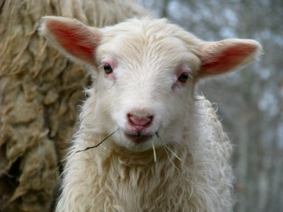 Lamb Season.jpg