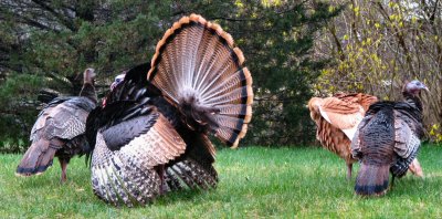 Turkey Time.jpg