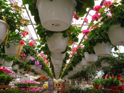 Potted Rows.jpg