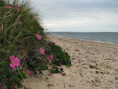 Beach Roses.jpg