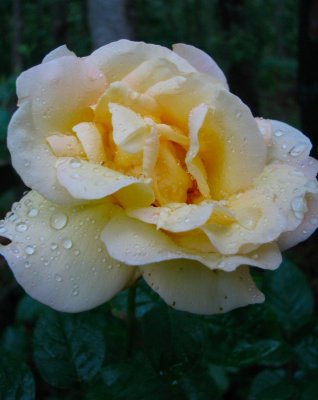 Yellow Rose.jpg