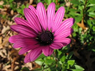 November Flower.jpg