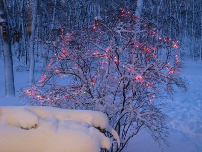 Blueberry Bush.jpg