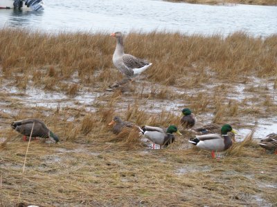 Duck Duck Goose.jpg