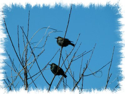 Just a Couple Birds.jpg