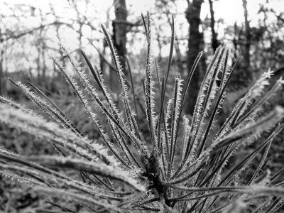 Ice Crystals on Pine Needles.jpg