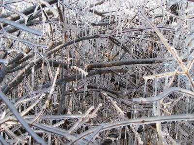 Icy Branches.jpg