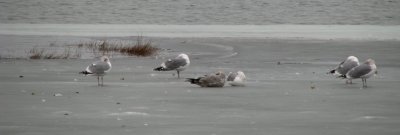 Gulls on Ice.jpg