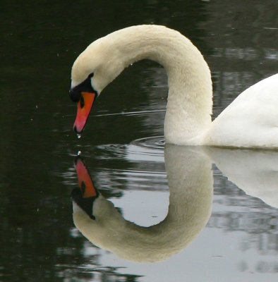 Swan Neck.jpg