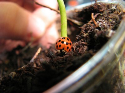 Lady Bug for Luck.jpg