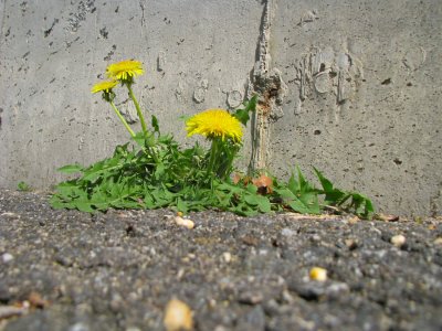 Concrete and Pavement Doesnt Stop This Dandelion.jpg