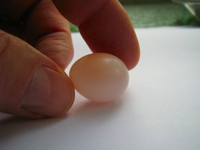 Tiny Egg.jpg