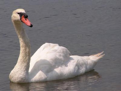 Swan from Lagoon Pond Vineyard Haven.JPG