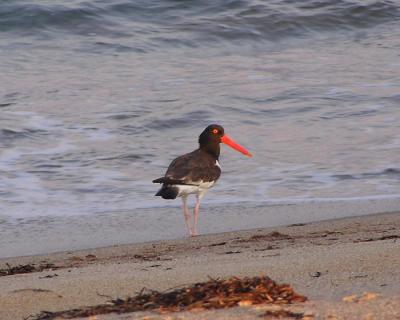 Oyster Catcher on South Beach.jpg