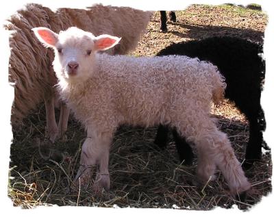 April lamb.jpg