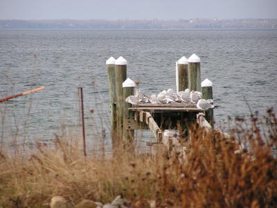 Seagull dock.jpg