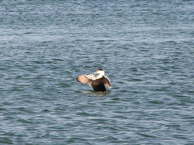 g3/29/553829/3/54823314.Whatkindofduckisthis.jpg