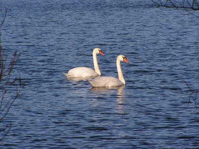 Two swans no ice.jpg