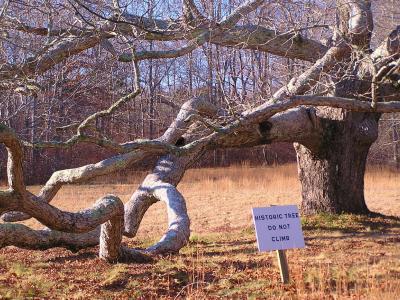Do not climb-this tree has history.jpg