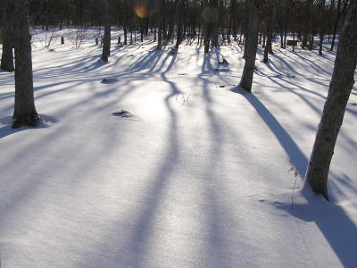 Tree Shadows on Ice.JPG