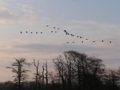 Canadian Geese Flock.jpg