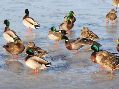 Ducks on ice.jpg