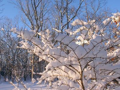 Snowy branches.jpg