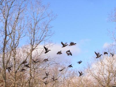 Mallards taking flight.jpg