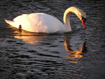 On Golden Swan.jpg