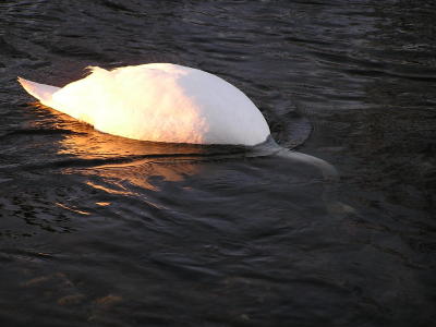 Underwater swan.jpg