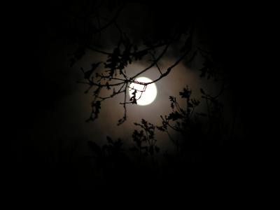 Moon through the trees.jpg