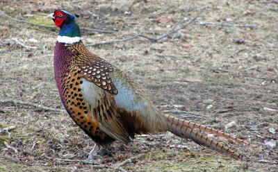 Pheasant in my yard .jpg
