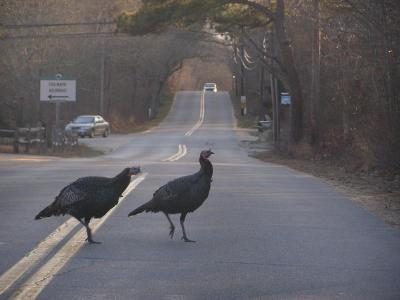 Why did those Turkeys cross the road.jpg